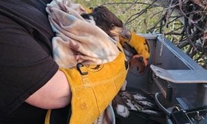 Rescuer holds baby eagle wrapped in blanket