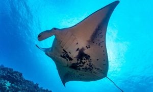 Giant Manta Ray