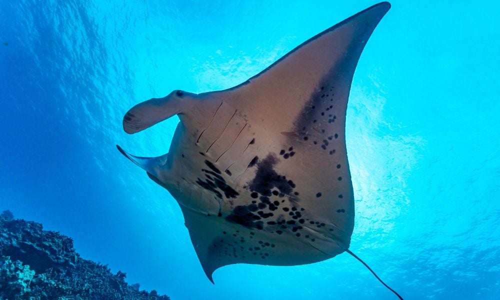 Giant Manta Ray
