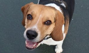happy beagle