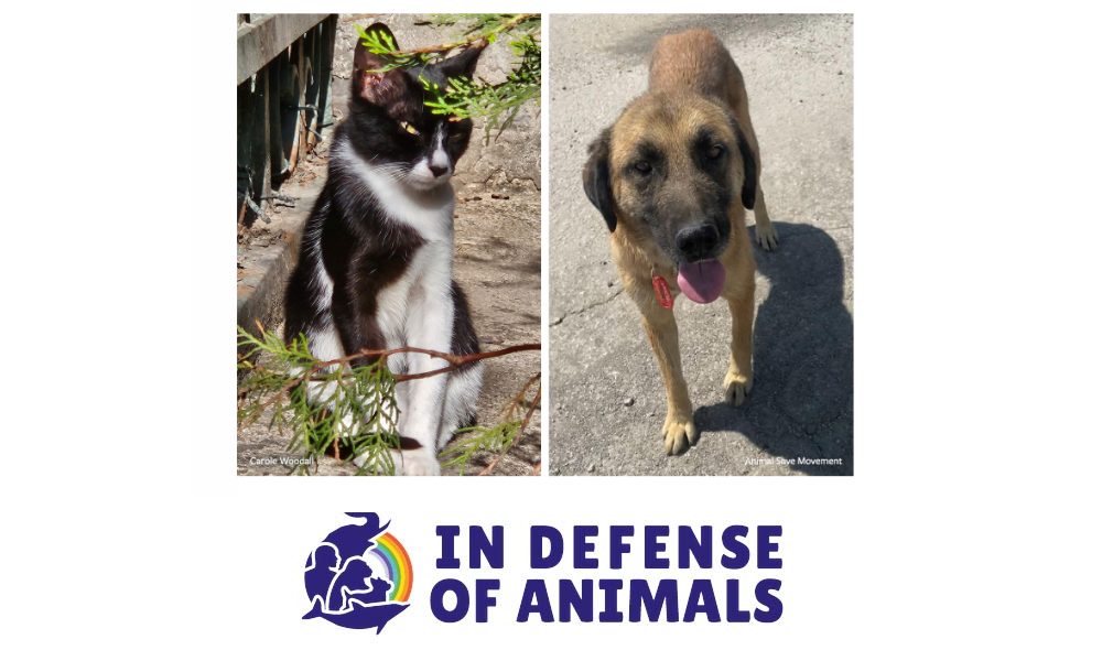 dog and cat from Turkey