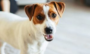 Jack Russell Terrier
