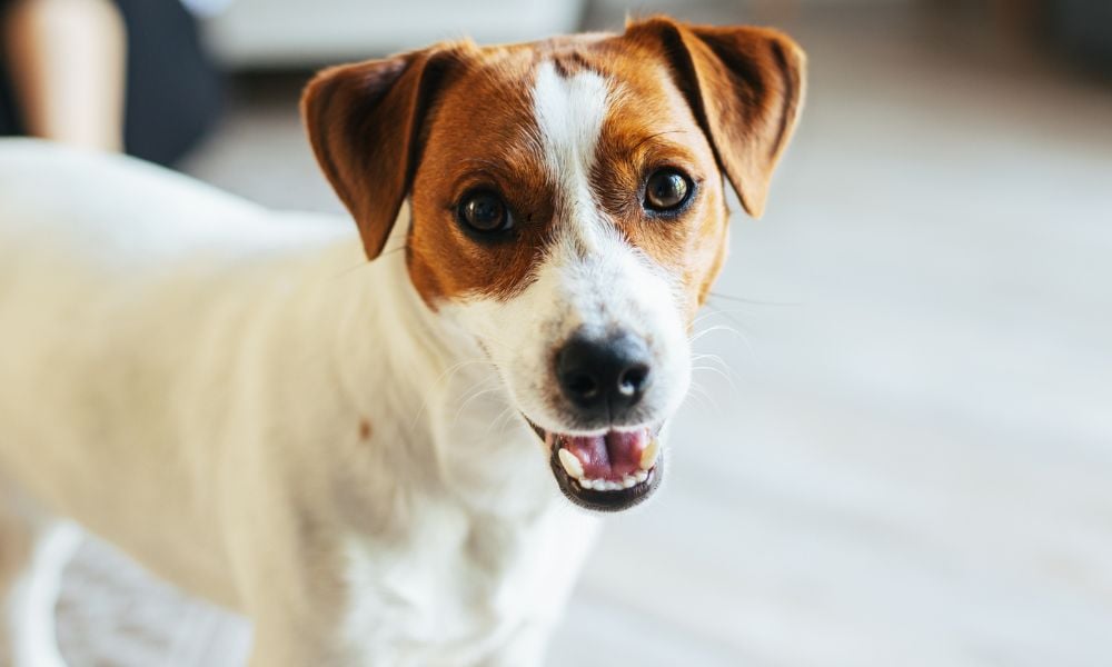 Jack Russell Terrier