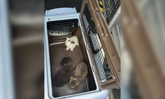 SIGN: Justice for Defenseless Kittens Allegedly Left to Die in Dumpster