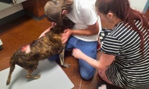 Senior dog reunited with her family after rescue