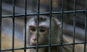 Monkey in cage