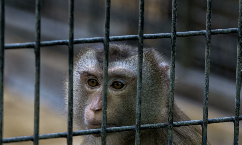 Monkey in cage