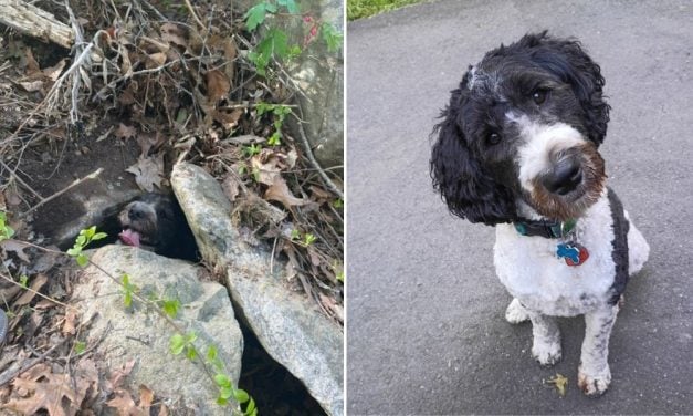 Hero Dog Leads Family to Best Friend Trapped Under Rocks for Hours