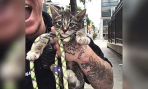 rescued kitten