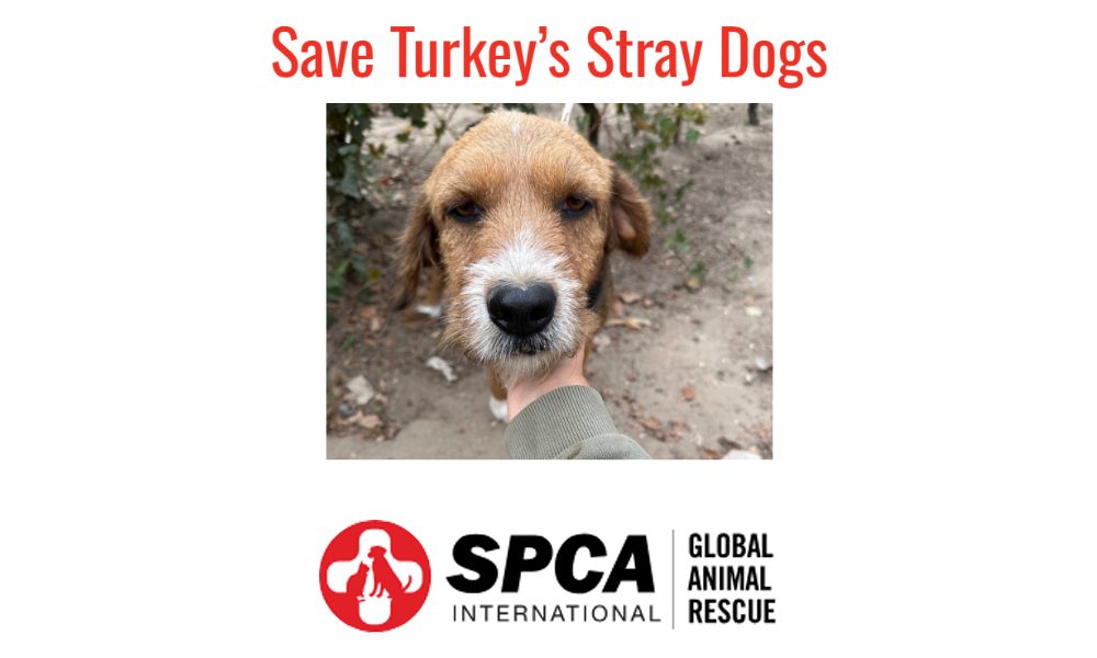 dog in turkey with text save turkey's stray dogs