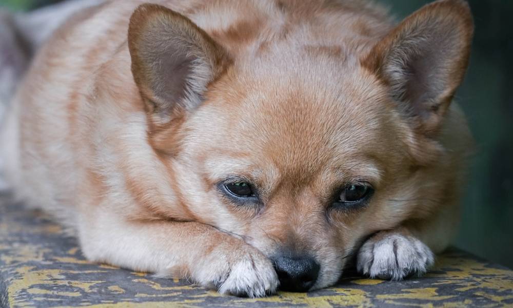 Sad dog