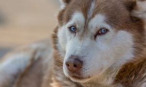sad husky