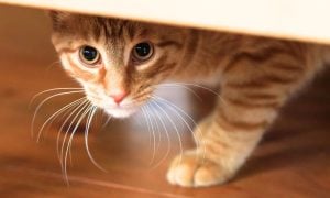 Scared cat hiding