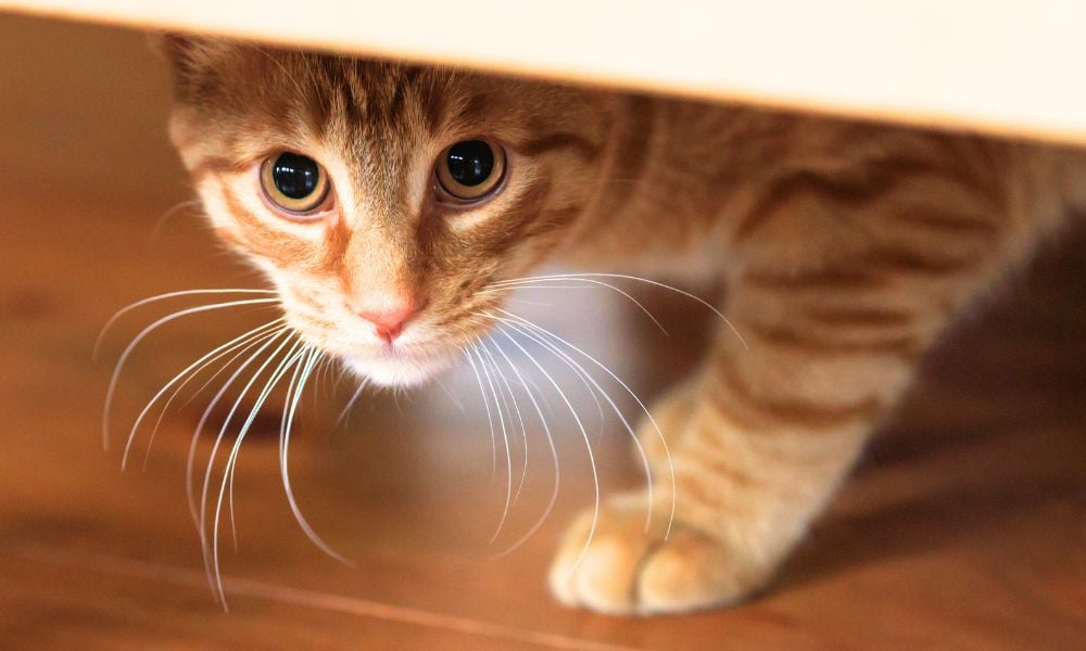 Scared cat hiding