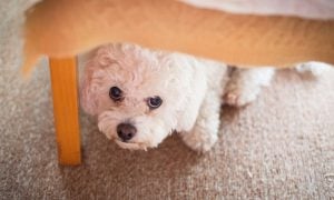 Scared puppy