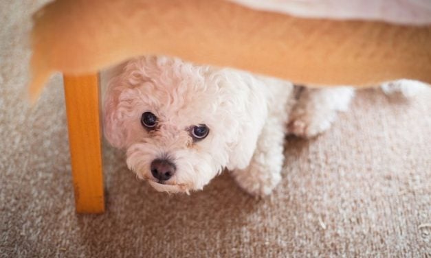 SIGN: Require Delaware Vets to Report Suspected Animal Cruelty