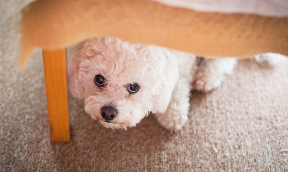 SIGN: Require Delaware Vets to Report Suspected Animal Cruelty