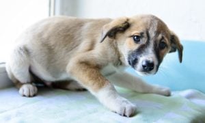 scared puppy