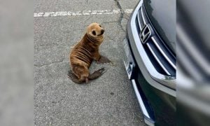 sea lion pup