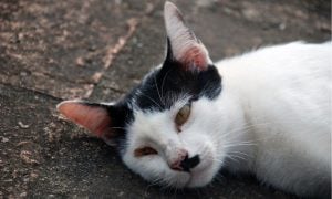 Sick cat in street