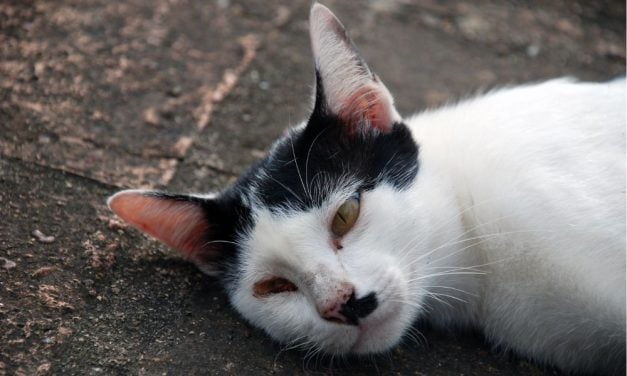 SIGN: Justice for 12 Cats Killed and 4 Dogs Sickened by Poison
