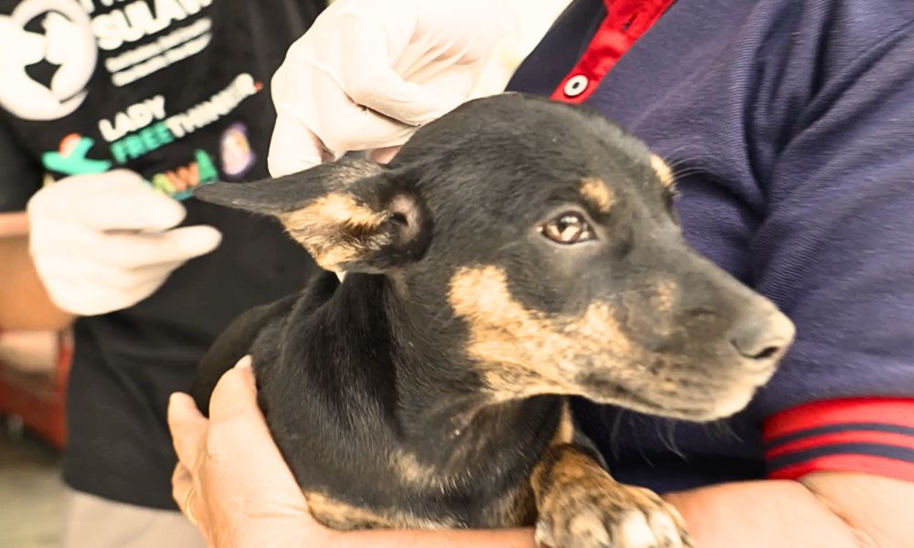 Dog receiving vaccination at Sulawesi clinic