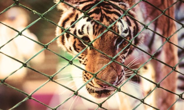 Progress! Egypt Bans Live Animal Performances in Hotels & Restaurants