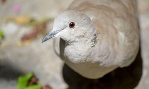 Dove
