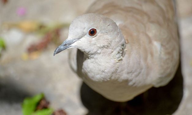 SIGN: Justice for Birds Found Decapitated & Mutilated Near New York Reservoir