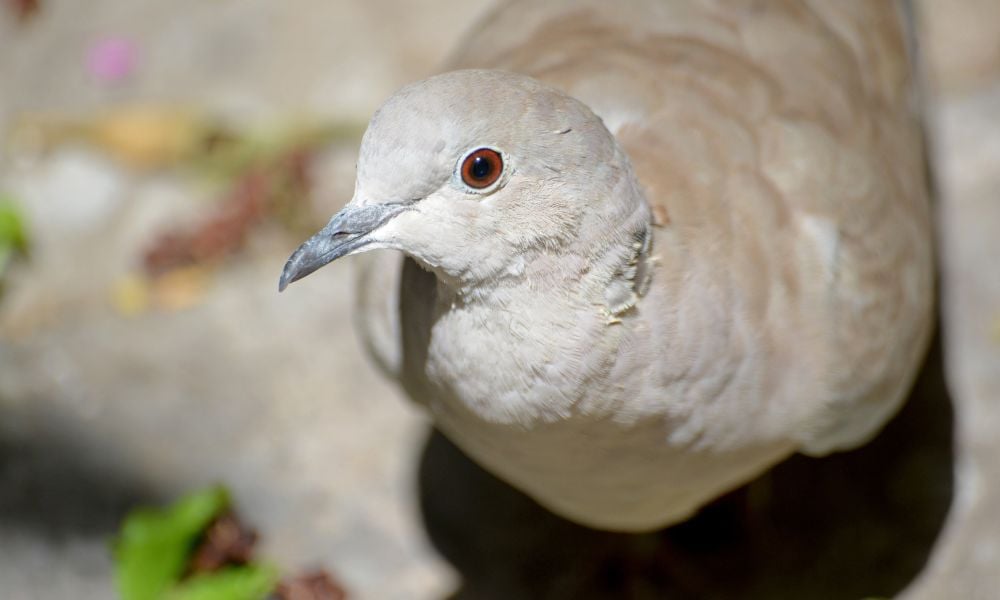 Dove