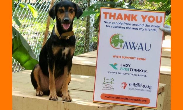 58 Dogs and Cats Saved From Alleged Fake Rescue Scam in Uganda, Suspect Arrested