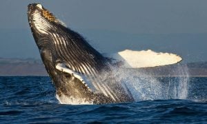 A young humpback whale breaching the ocean surface