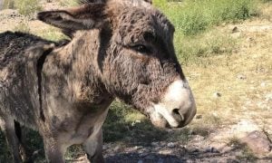 wild burro standing outdoors after rescue