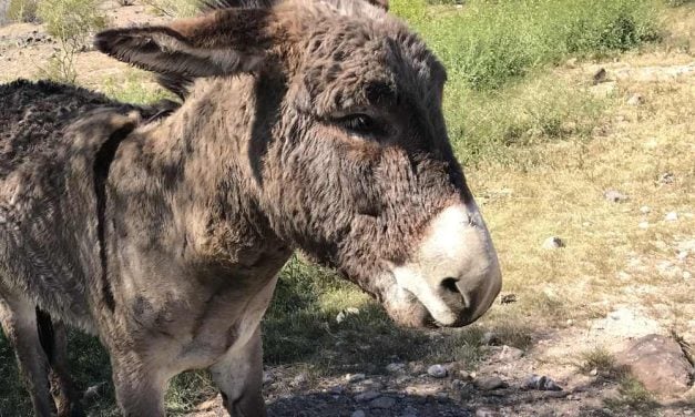 Wild Burro Rescued After Falling Into Septic Tank