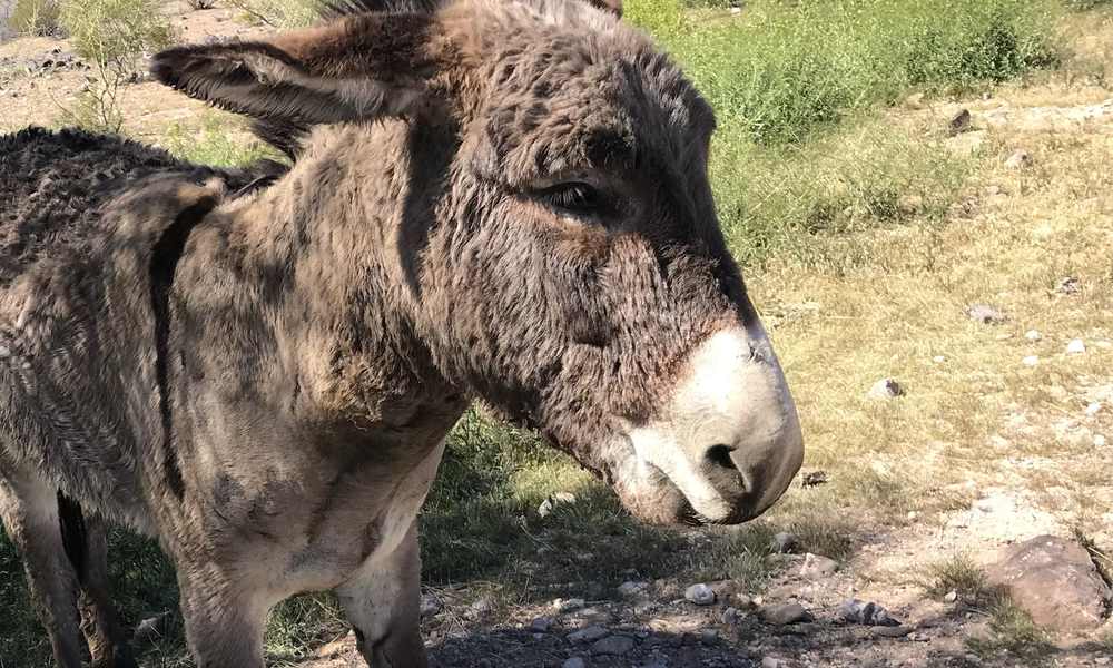 wild burro standing outdoors after rescue