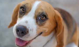 Beagle