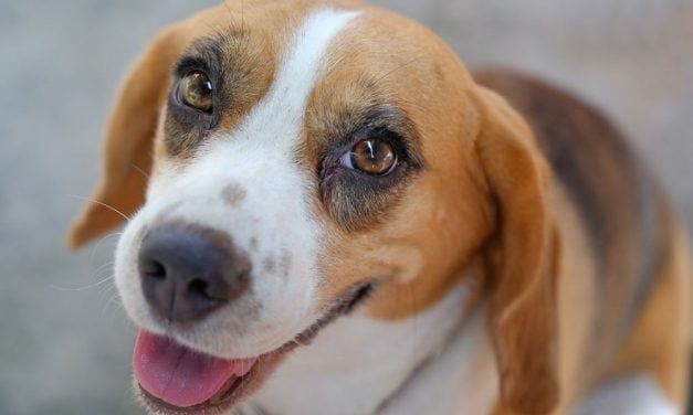 Victory! Ontario Becomes First Canadian Province to Ban Invasive Testing on Cats and Dogs for Research