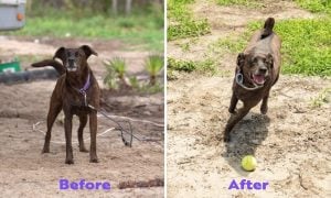 Zelda before & after