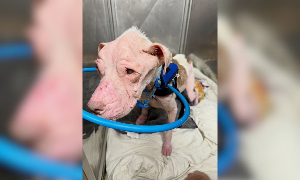 SIGN: Justice for Blind, Sickly Dog Allegedly Abandoned Near Busy Intersection