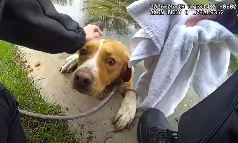 Bodycam footage of dog rescue