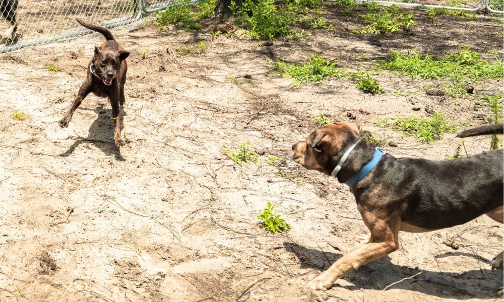 Zelda and Rex were once living on chains