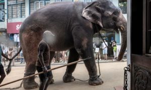 Chained elephant walking through streets