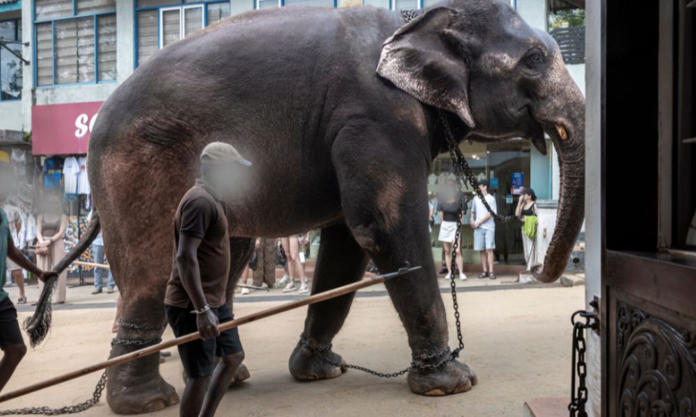 Chained elephant walking through streets