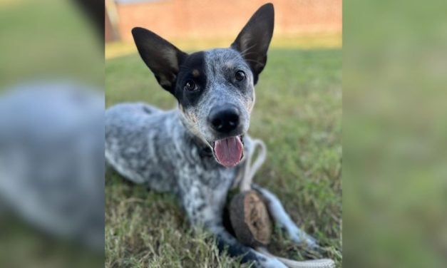 Man Imprisoned After Shocking Viral Video Showed Him Violently Attacking Dog