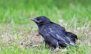 baby crow in grass