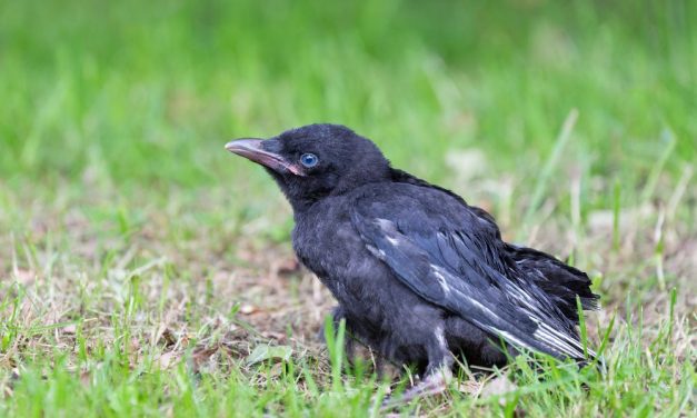 Woman Rescues Crow, Then Neighborhood Birds Bring Her Tiny Gifts