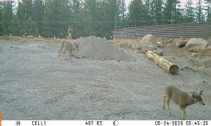 deer crossing new wildlife bridge
