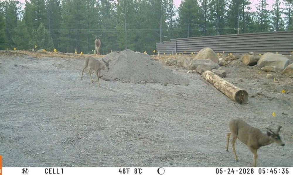 deer crossing new wildlife bridge