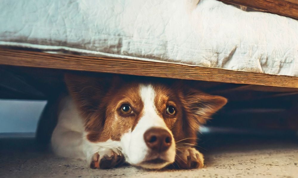 Dog hiding under bed