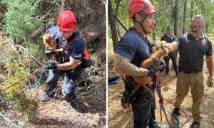 Dog rescue